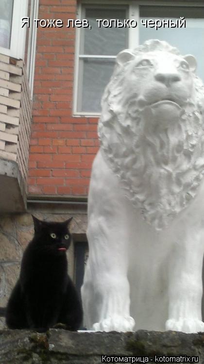 Котоматрица: Я тоже лев, только черный