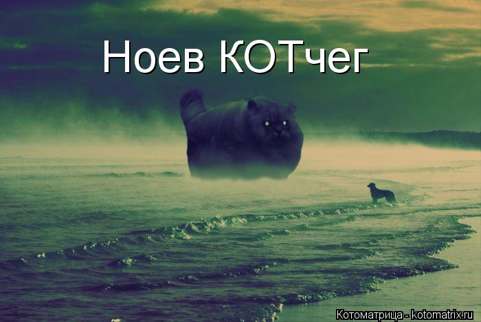 Ноев КОТчег... Котоматрица: Ноев КОТчег
