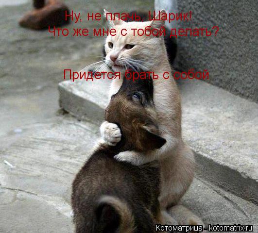 Котоматрица: Ну, не плачь, Шарик! Что же мне с тобой делать? Придется брать с собой