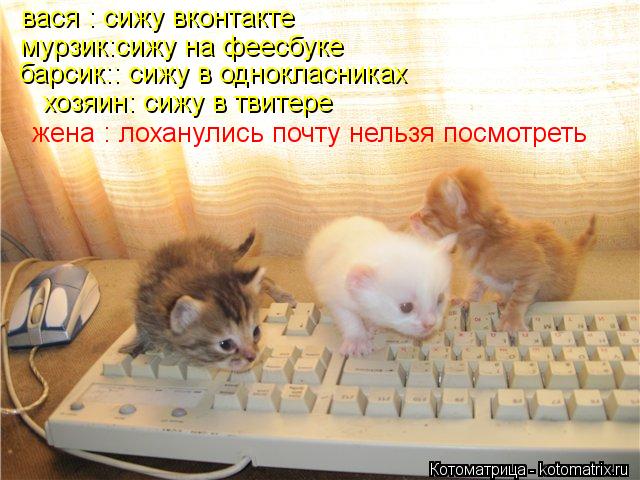 Котоматрица: вася : сижу вконтакте мурзик:сижу на феесбуке барсик:: сижу в однокласниках хозяин: сижу в твитере жена : лоханулись почту нельзя посмотреть