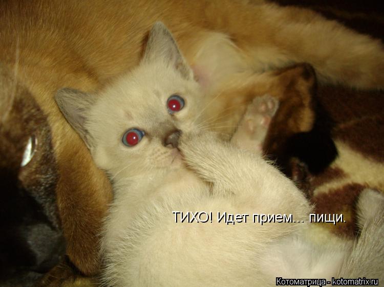 Котоматрица: ТИХО! Идет прием... пищи.
