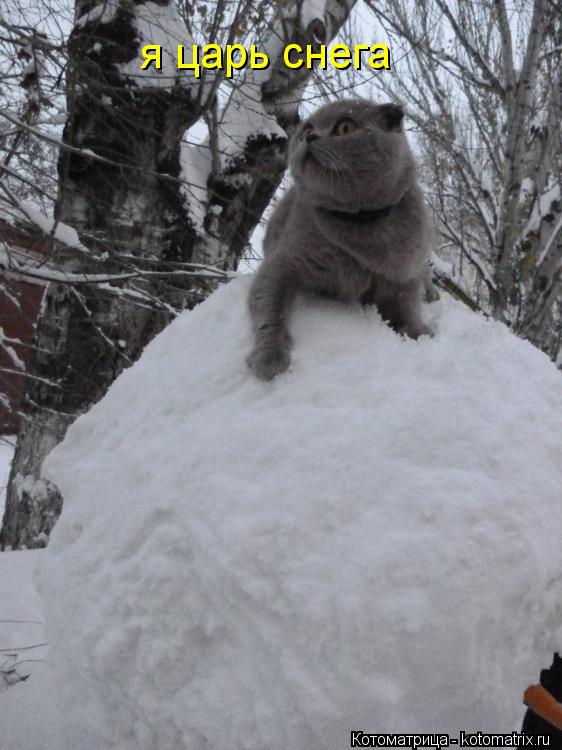 Котоматрица: я царь снега