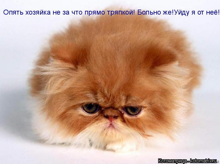 Котоматрица: Опять хозяйка не за что прямо тряпкой! Больно же!Уйду я от неё!