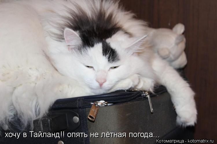 Котоматрица: хочу в Тайланд!! опять не лётная погода...