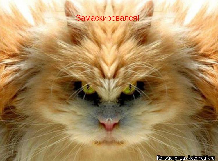 Котоматрица: Замаскировался!