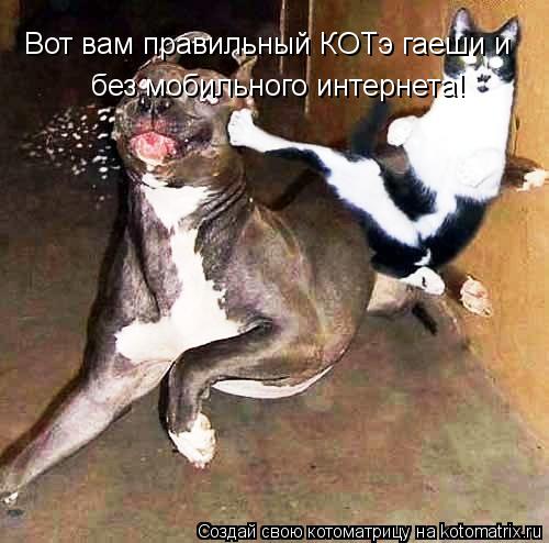 Вот вам правильный КОТэ гаеши и без мобильного интернета!... Котоматрица: Вот вам правильный КОТэ гаеши и без мобильного интернета!