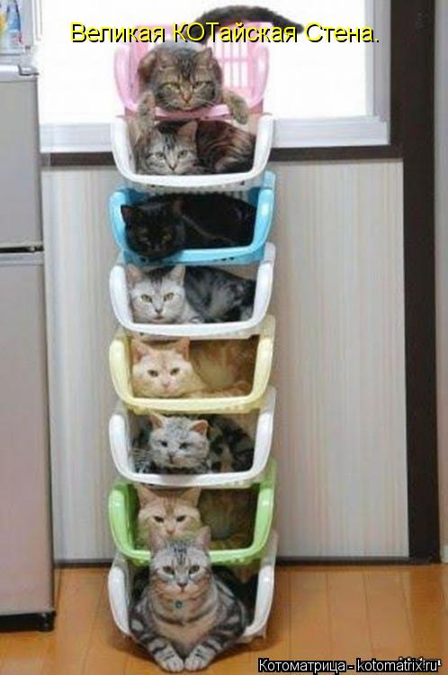 Великая КОТайская Стена.... Котоматрица: Великая КОТайская Стена.