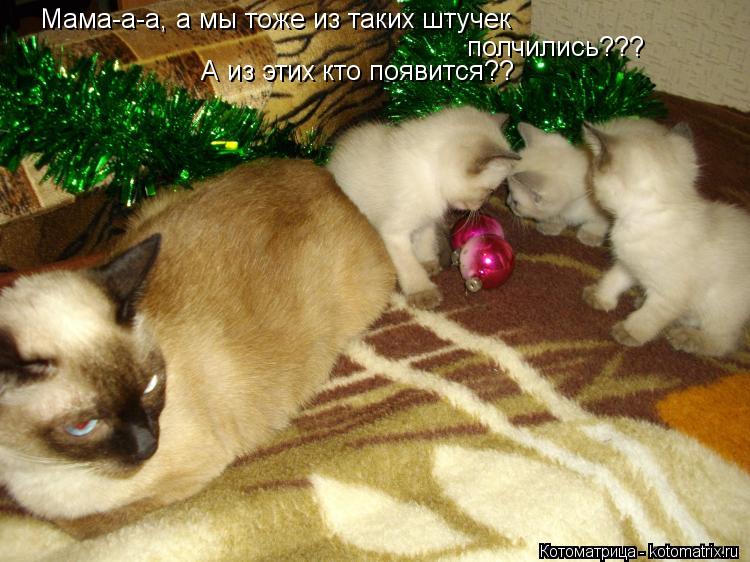 Мама-а-а, а мы тоже из таких штучек полчились??? А из этих кто появится??... Котоматрица: Мама-а-а, а мы тоже из таких штучек полчились??? А из этих кто появится??