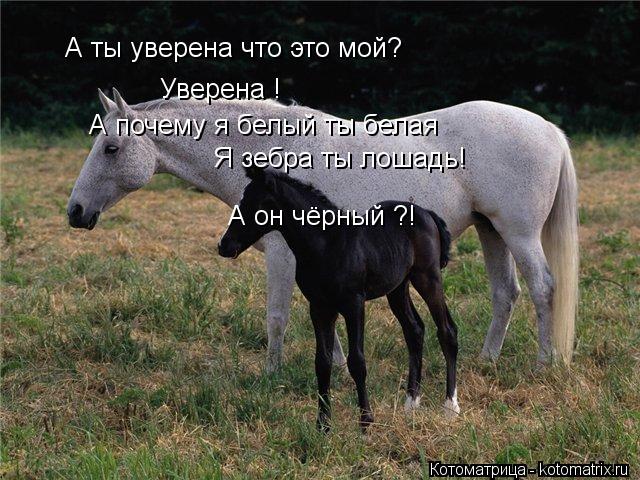 А ты уверена что это мой? Уверена ! А почему я белый ты белая Я зебра ты лошадь! А он чёрный ?!... Котоматрица: А ты уверена что это мой? Уверена ! А почему я белый ты белая Я зебра ты лошадь! А он чёрный ?!