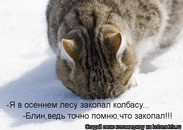 Котоматрица: -Я в осеннем лесу закопал колбасу... -Блин,ведь точно помню,что закопал!!!
