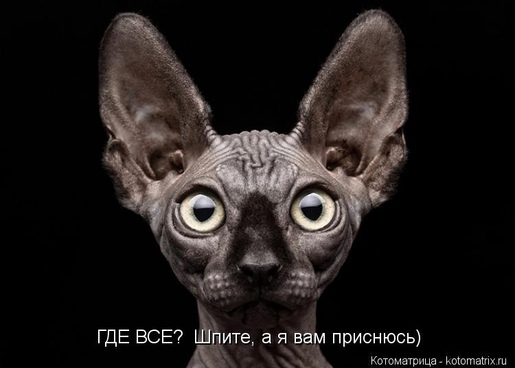Котоматрица: ГДЕ ВСЕ?  Шпите, а я вам приснюсь)