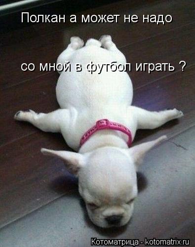 Полкан а может не надо со мной в футбол играть ?... Котоматрица: Полкан а может не надо со мной в футбол играть ?