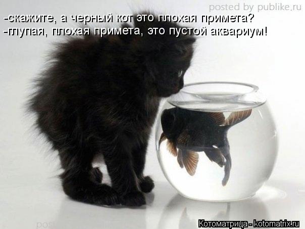 Котоматрица: -скажите, а черный кот это плохая примета? -глупая, плохая примета, это пустой аквариум!