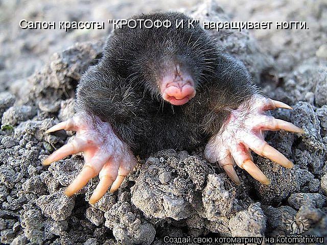 Котоматрица: Салон красоты "КРОТОФФ И К" наращивает ногти.