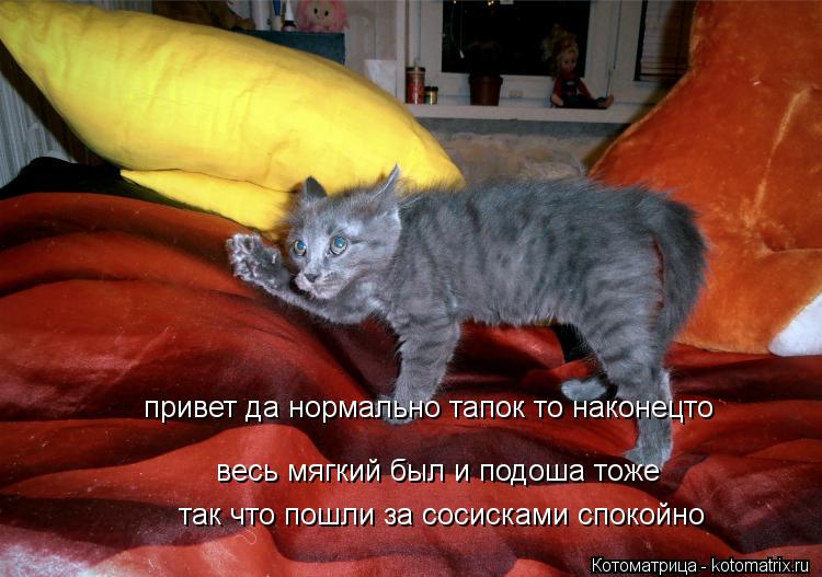 Котоматрица: привет да нормально тапок то наконецто весь мягкий был и подоша тоже весь мягкий был и подоша тоже так что пошли за сосисками спокойно