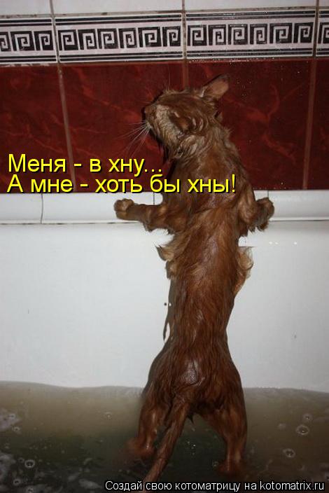 Меня - в хну... А мне - хоть бы хны!... Котоматрица: Меня - в хну... А мне - хоть бы хны!