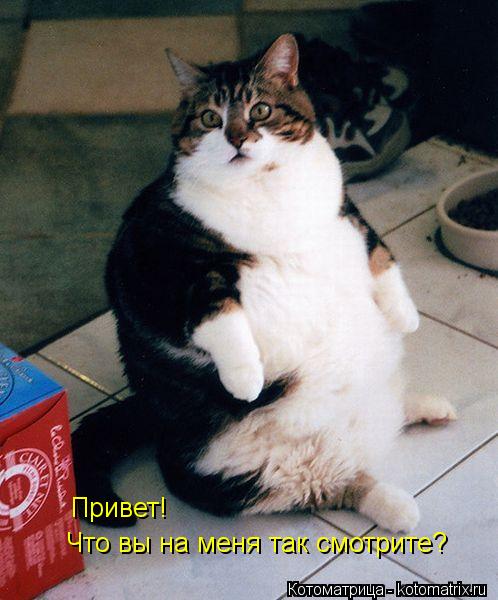Котоматрица: Привет! Что вы на меня так смотрите?