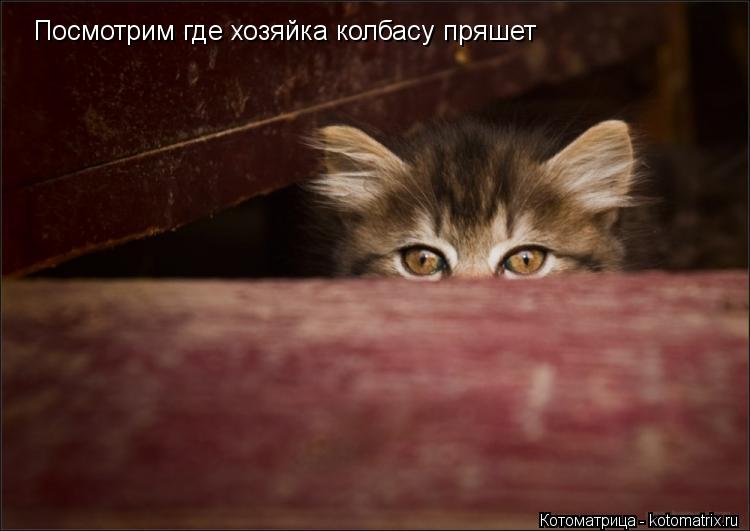 Котоматрица: Посмотрим где хозяйка колбасу пряшет