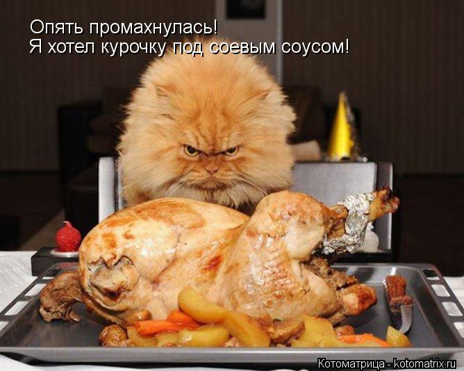 Котоматрица: Опять промахнулась! Я хотел курочку под соевым соусом!