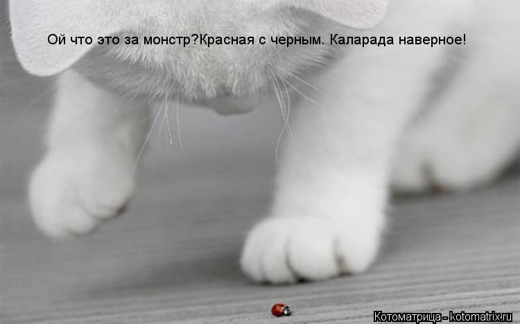 Ой что это за монстр?Красная с черным. Каларада наверное!... Котоматрица: Ой что это за монстр?Красная с черным. Каларада наверное!
