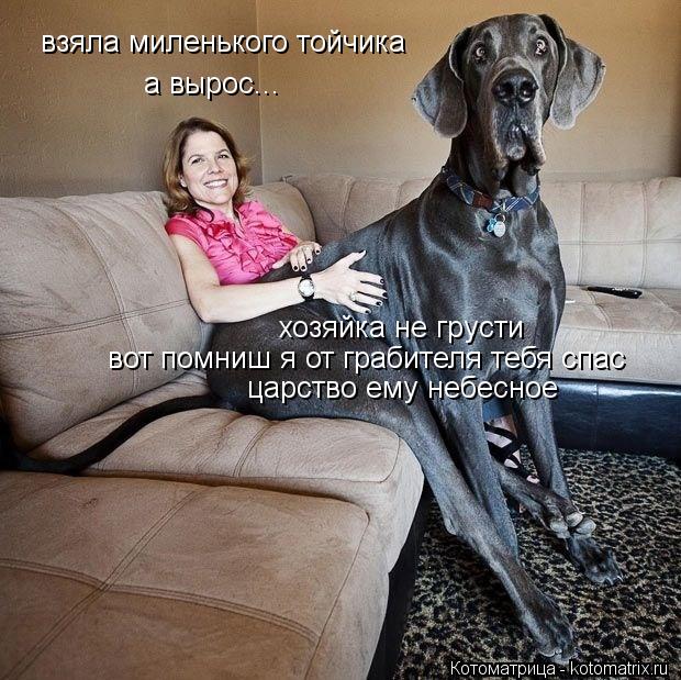 Котоматрица: взяла миленького тойчика а вырос... хозяйка не грусти  вот помниш я от грабителя тебя спас царство ему небесное