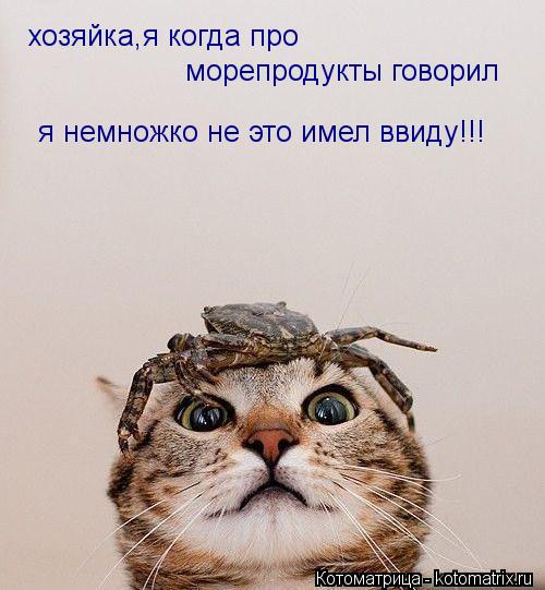 Котоматрица: хозяйка,я когда про  морепродукты говорил я немножко не это имел ввиду!!!