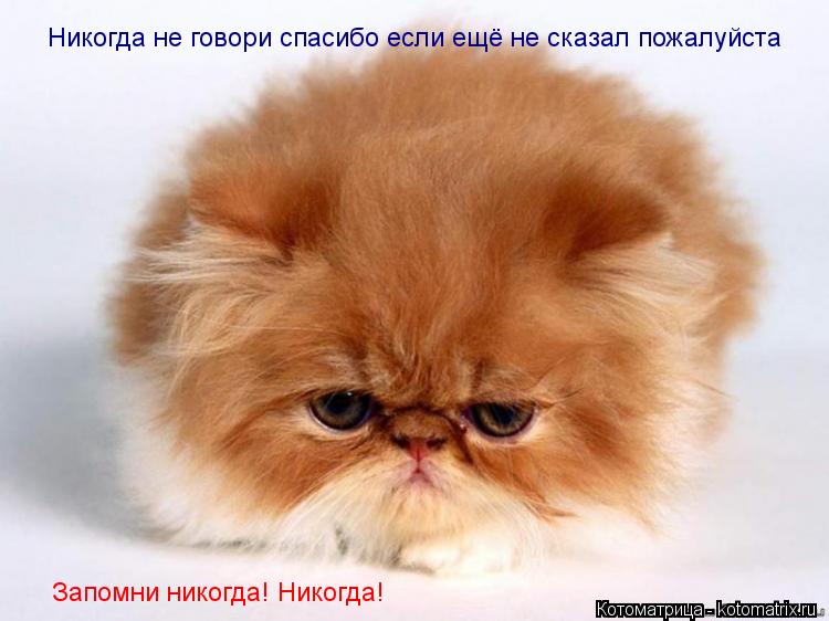 Котоматрица: Никогда не говори спасибо если ещё не сказал пожалуйста Запомни никогда! Никогда!