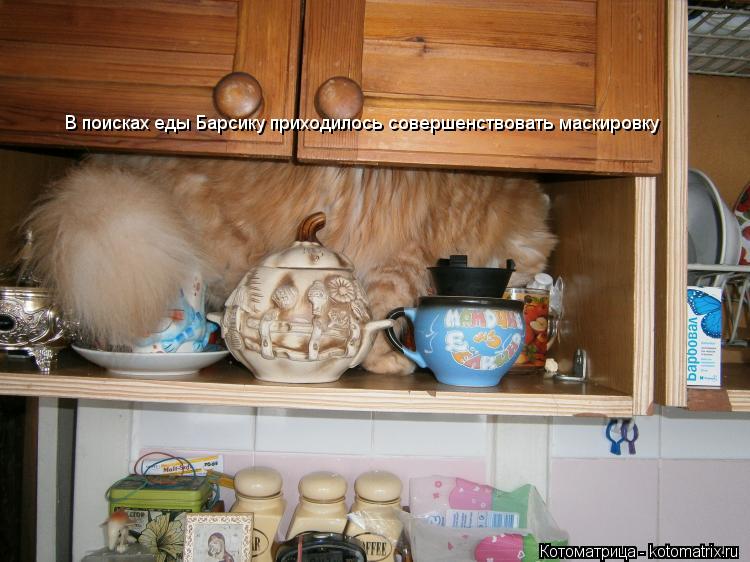 Котоматрица: В поисках еды Барсику приходилось совершенствовать маскировку