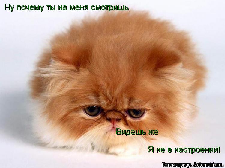 Котоматрица: Ну почему ты на меня смотришь Видешь же Я не в настроении!