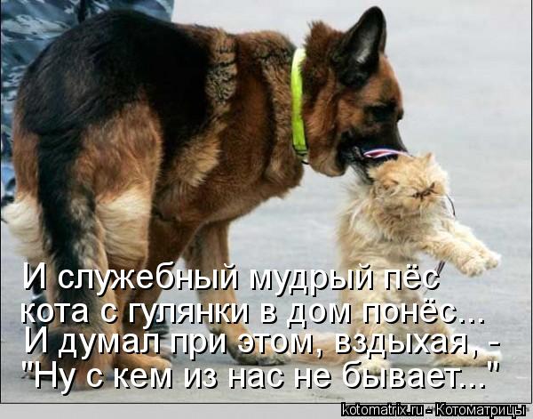 И служебный мудрый пёс И думал при этом, вздыхая, - "Ну с кем из нас не бывает..." кота с гулянки в д... Котоматрица: И служебный мудрый пёс И думал при этом, вздыхая, - "Ну с кем из нас не бывает..." кота с гулянки в дом понёс...