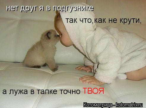 Котоматрица: нет друг я в подгузнике так что,как не крути, а лужа в тапке точно ТВОЯ