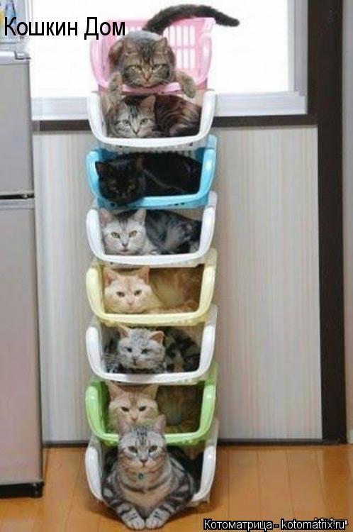 Котоматрица: Кошкин Дом