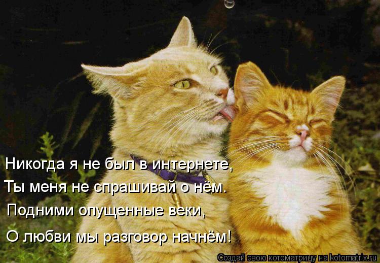 Котоматрица: Никогда я не был в интернете, Ты меня не спрашивай о нём. Подними опущенные веки, О любви мы разговор начнём!