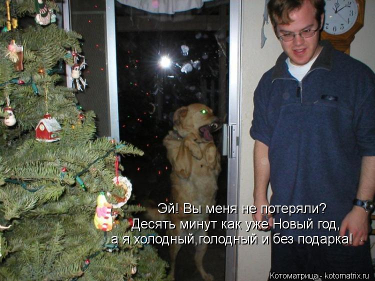Котоматрица: Эй! Вы меня не потеряли? Десять минут как уже Новый год, а я холодный,голодный и без подарка!