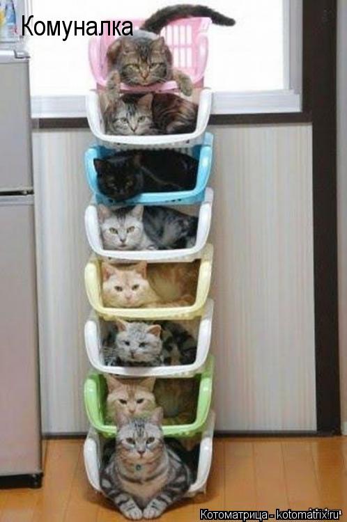 Котоматрица: Комуналка