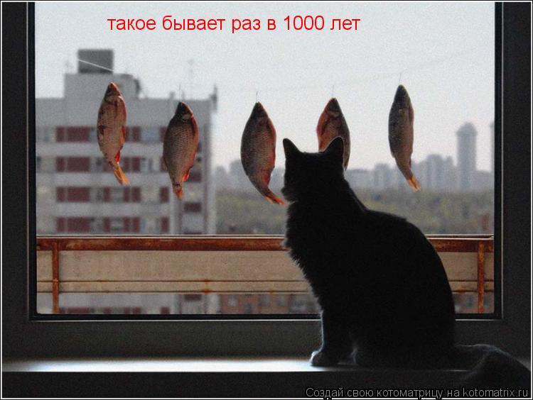 Котоматрица: такое бывает раз в 1000 лет