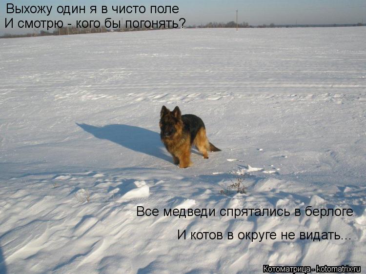 Котоматрица: Выхожу один я в чисто поле И смотрю - кого бы погонять? Все медведи спрятались в берлоге И котов в округе не видать...