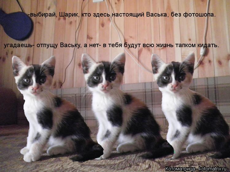 Котоматрица: -выбирай, Шарик, кто здесь настоящий Васька, без фотошопа. угадаешь- отпущу Ваську, а нет- в тебя будут всю жизнь тапком кидать.