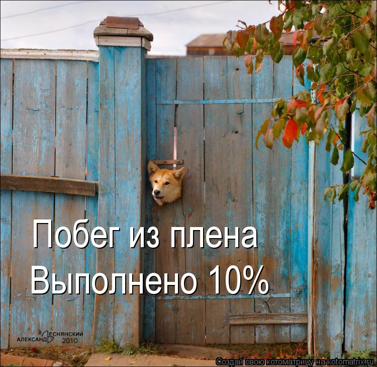 Котоматрица: Побег из плена Выполнено 10%