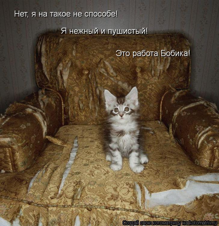 Котоматрица: Нет, я на такое не способе! Я нежный и пушистый!  Это работа Бобика!