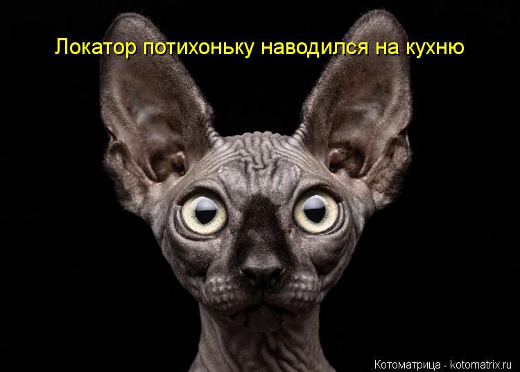 Котоматрица: Локатор потихоньку наводился на кухню