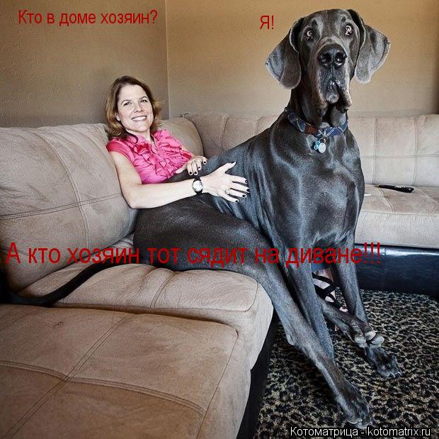 Кто в доме хозяин? Я! А кто хозяин тот сядит на диване!!!... Котоматрица: Кто в доме хозяин? Я! А кто хозяин тот сядит на диване!!!
