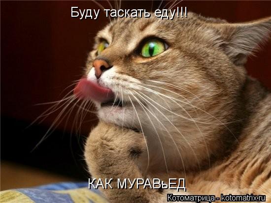 Котоматрица: Буду таскать еду!!! КАК МУРАВьЕД