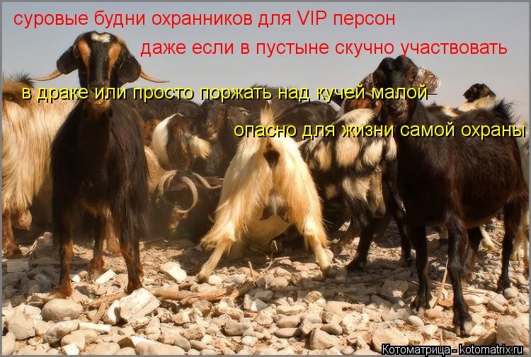 Котоматрица: суровые будни охранников для VIP персон даже если в пустыне скучно участвовать в драке или просто поржать над кучей малой опасно для жизни с