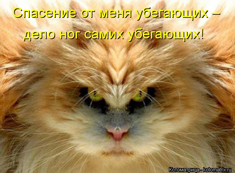 Котоматрица: дело ног самих убегающих! Спасение от меня убегающих –