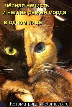 Котоматрица: чёрная нечисть и наглая рыжая морда в одном лице