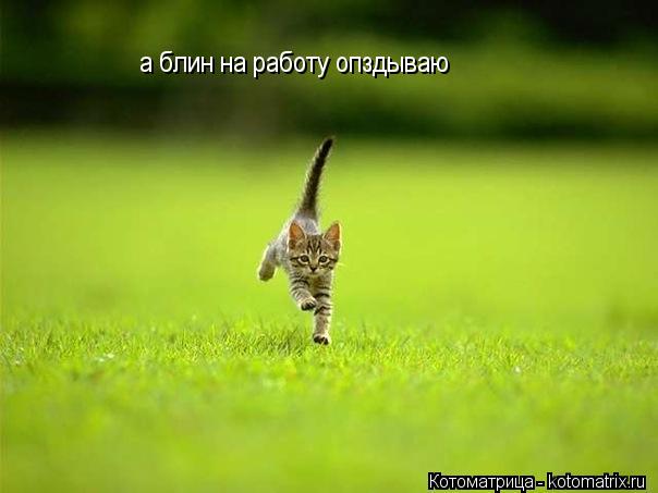 Котоматрица: а блин на работу опздываю