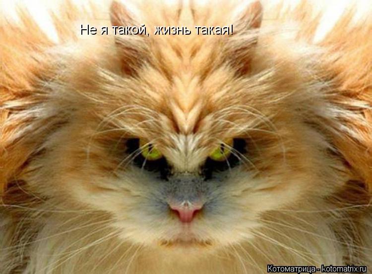 Котоматрица: Не я такой, жизнь такая!