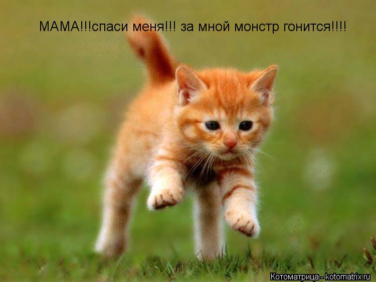 МАМА!!!спаси меня!!! за мной монстр гонится!!!!... Котоматрица: МАМА!!!спаси меня!!! за мной монстр гонится!!!!