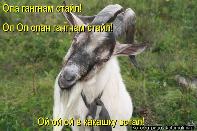 Котоматрица: Опа гангнам стайл! Оп Оп опан гангнам стайл! Ой ой ой в какашку встал!